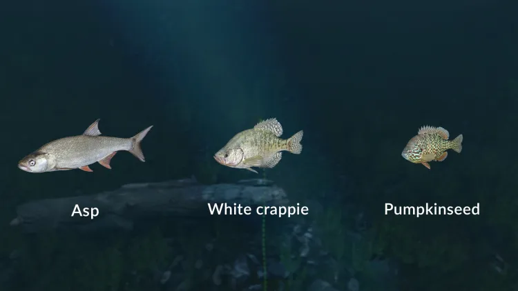 Скриншот Ultimate Fishing Simulator - New Fish Species DLC — 4